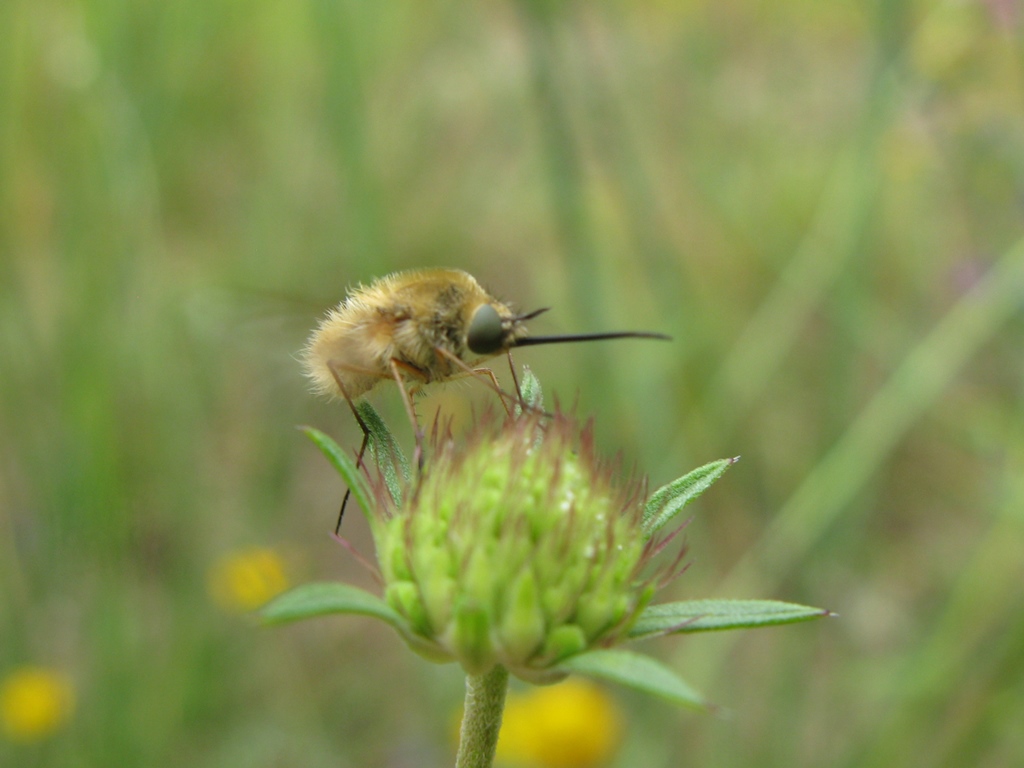 bombilide da determinare: Bombylius sp.