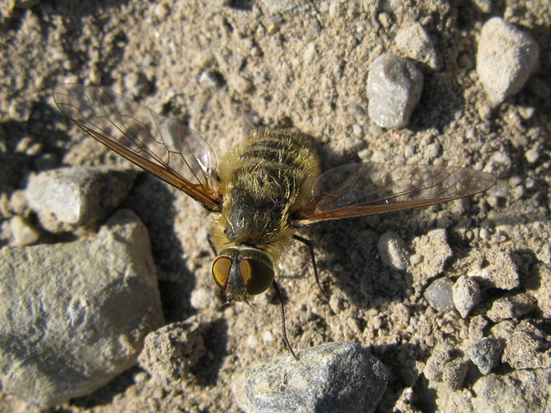 Villa sp. (Bombyliidae)