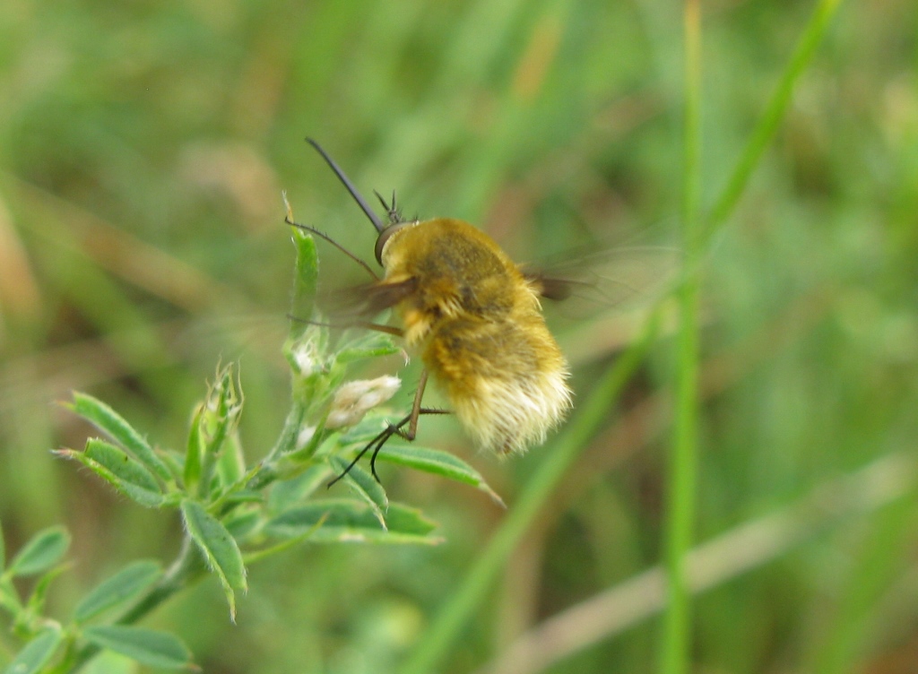 bombilide da determinare: Bombylius sp.