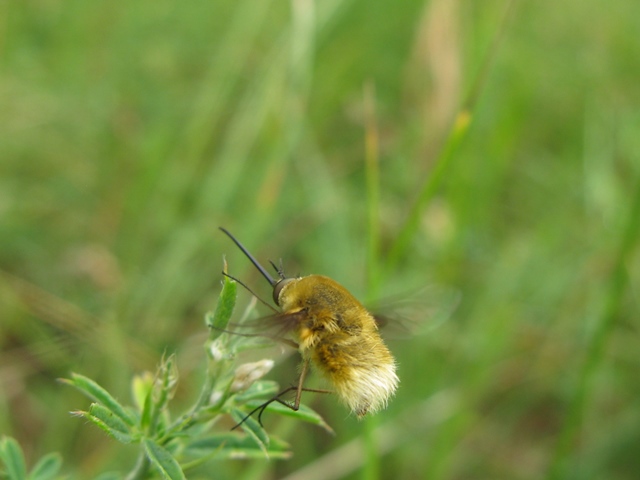 Bombilide da determinare: Bombylius sp.