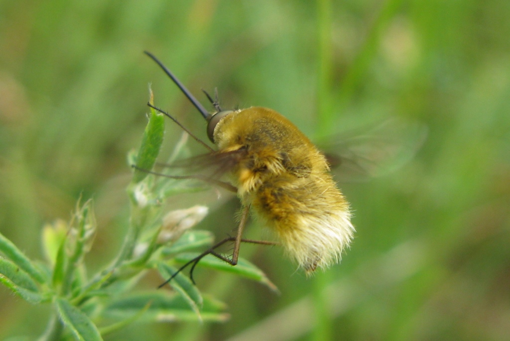 bombilide da determinare: Bombylius sp.