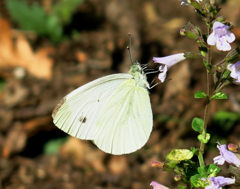 Pieridi da determinare - Pieris napi