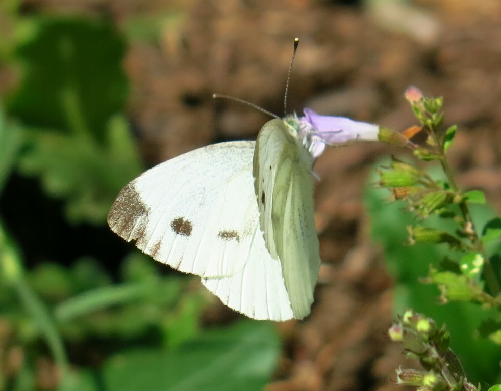 Pieris da determinare? Pieris napi, femmina