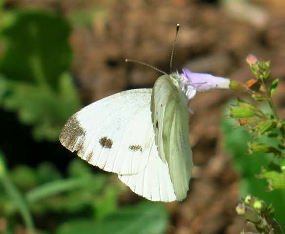 Pieridi da determinare - Pieris napi