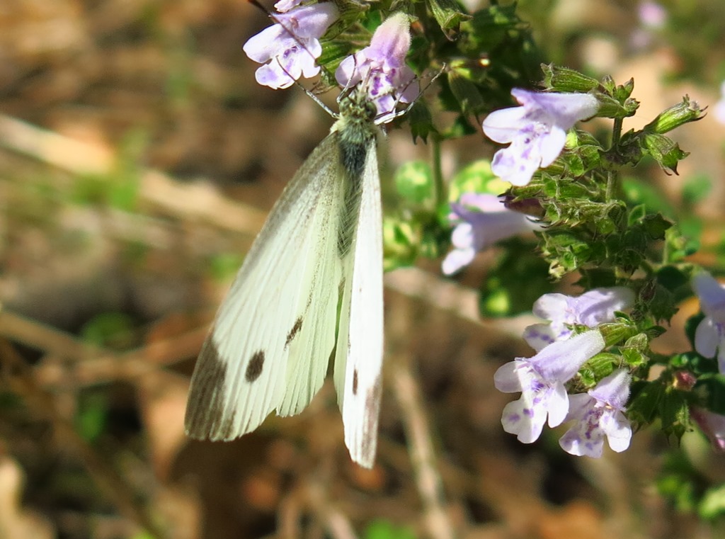 Pieris da determinare? Pieris napi, femmina