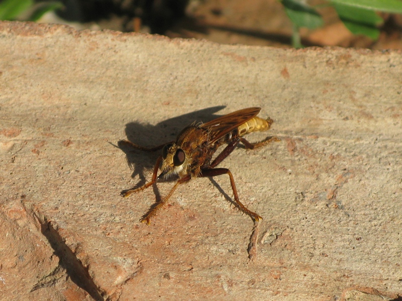 Maschio di Asilus crabroniformis