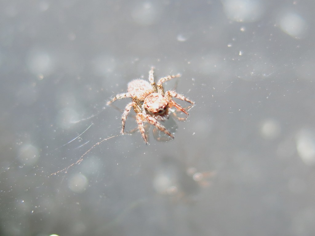 Euophrys cf. rufibarbis - Acquapendente (VT)