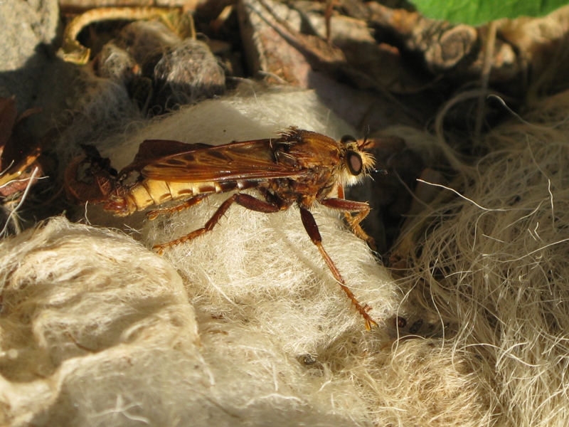 Maschio di Asilus crabroniformis