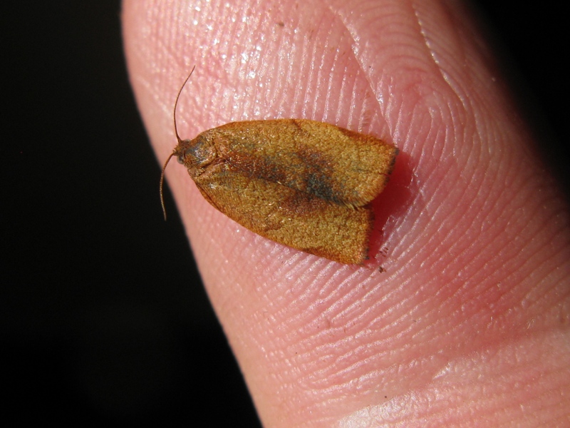 Tortricidae da determinare 2!