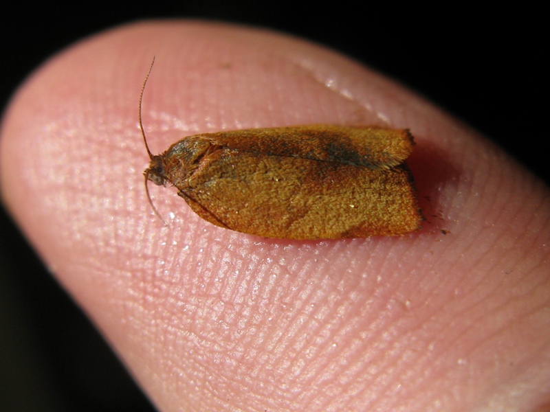 Tortricidae da determinare 2!