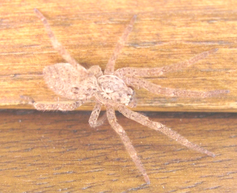 Zoropsis sp. - Acquapendente (VT)