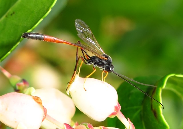 Ichneumonidae Anomaloninae