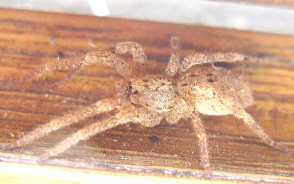 Zoropsis sp. - Acquapendente (VT)