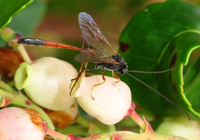 Ichneumonidae Anomaloninae