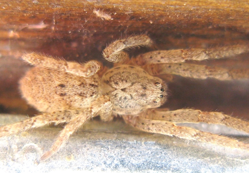 Zoropsis sp. - Acquapendente (VT)