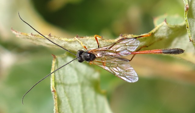 Ichneumonidae Anomaloninae