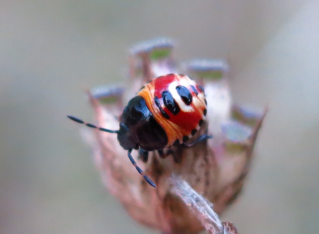 Carpocoris sp. (Pentatomidae):   primo stadio ninfale