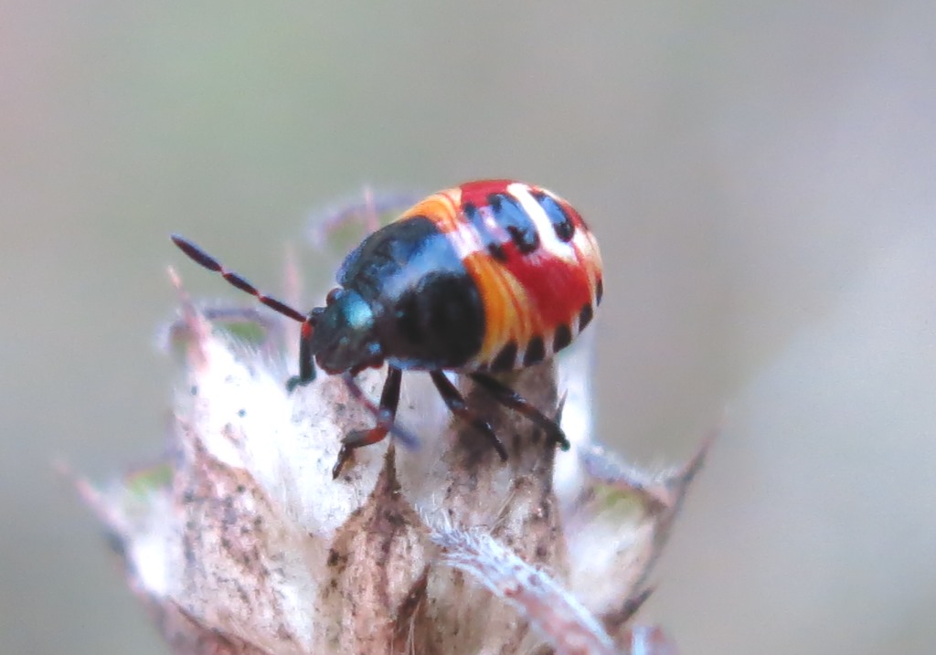 Carpocoris sp. (Pentatomidae):   primo stadio ninfale