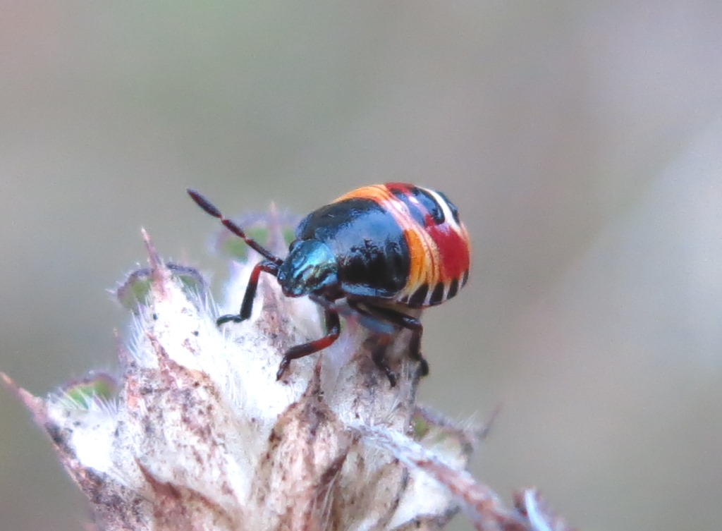 Carpocoris sp. (Pentatomidae):   primo stadio ninfale