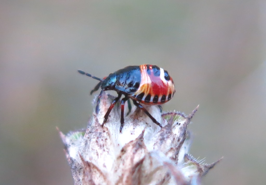 Carpocoris sp. (Pentatomidae):   primo stadio ninfale