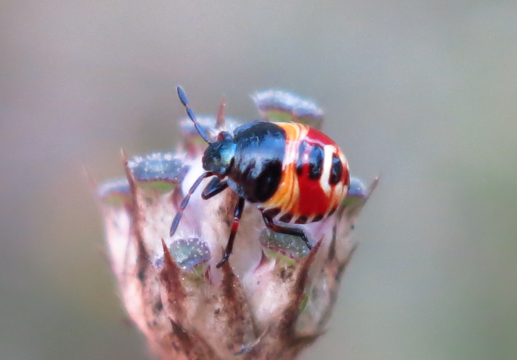Carpocoris sp. (Pentatomidae):   primo stadio ninfale