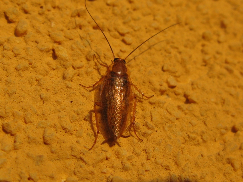 Ectobius sp