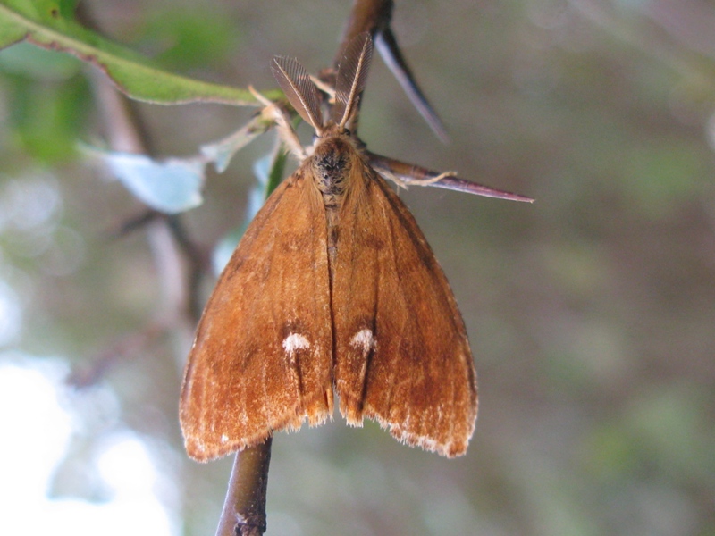 Lymantriidae da determinare!