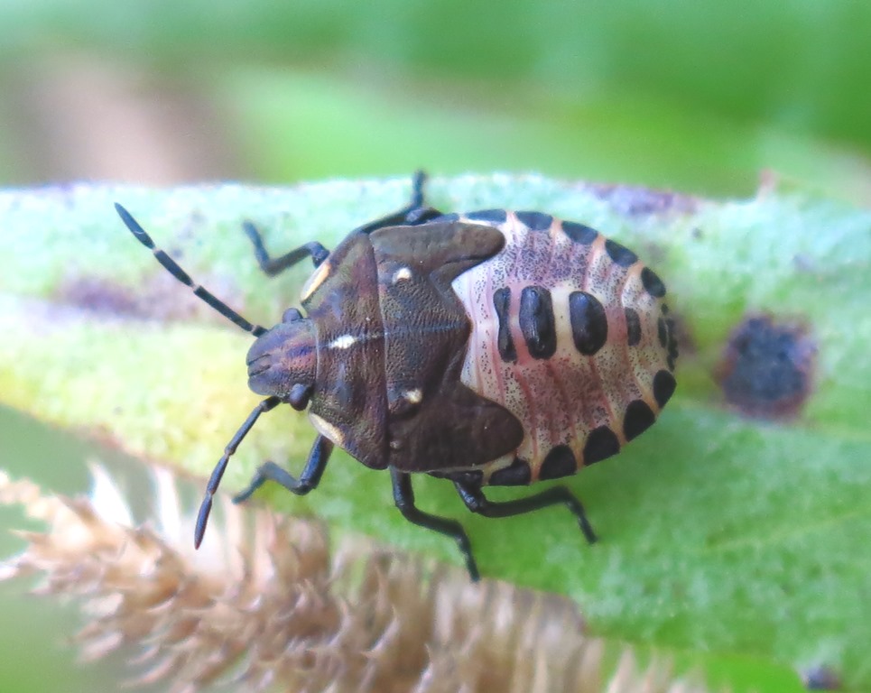 Carpocoris sp.. (Pentatomidae): ultimo stadio ninfale