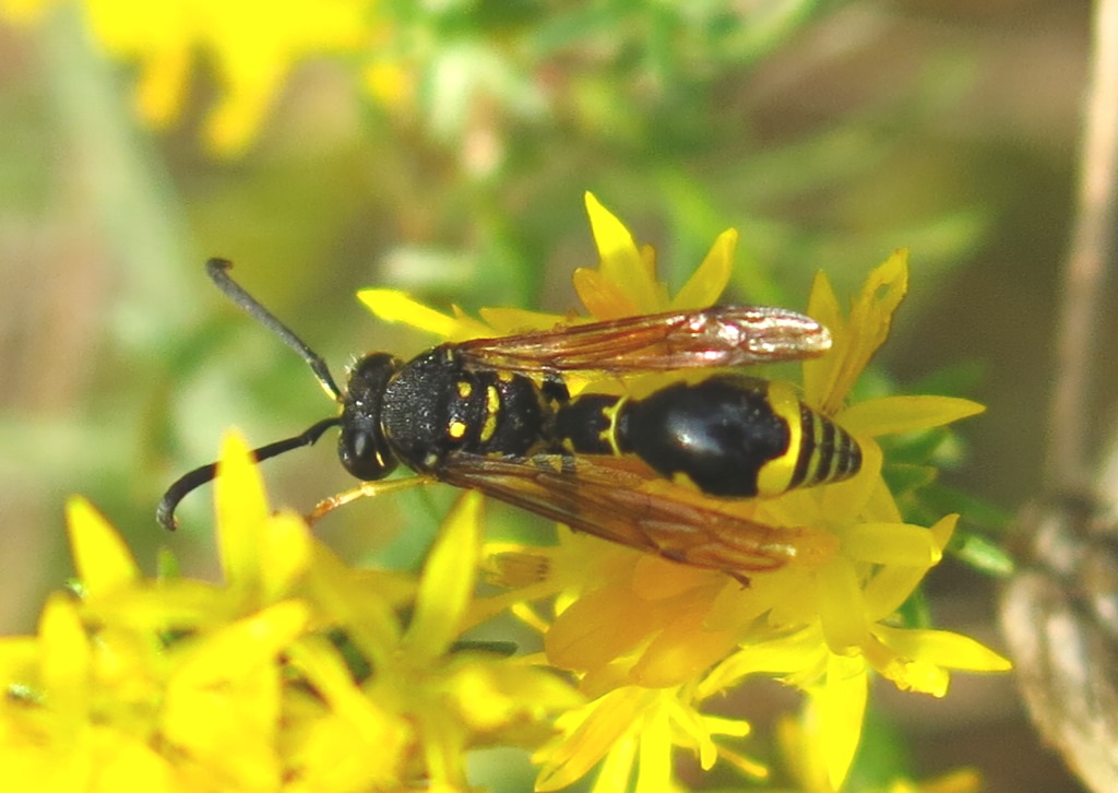 Eumenes da determinare (cf. E. dubius e E. punctaticlypeus)