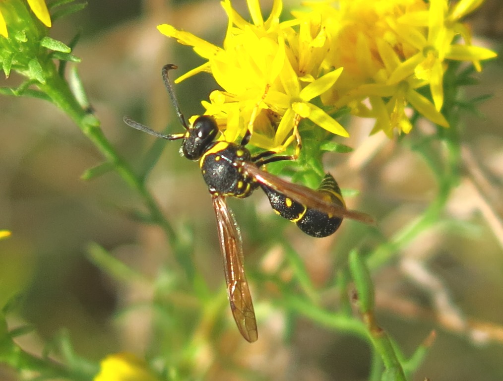 Eumenes da determinare (cf. E. dubius e E. punctaticlypeus)