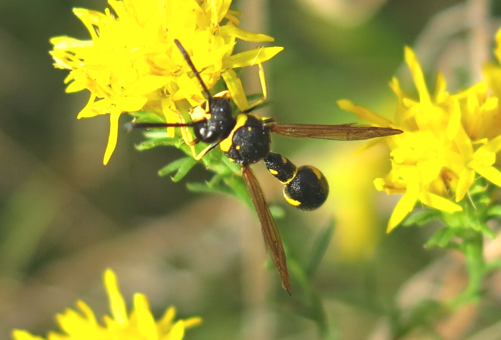 Eumenes da determinare (cf. E. dubius e E. punctaticlypeus)