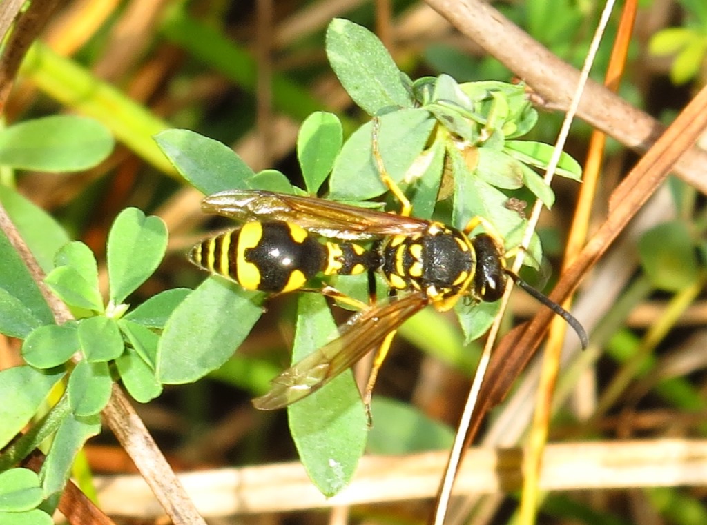 Eumenes da determinare (cf. E. dubius e E. punctaticlypeus)