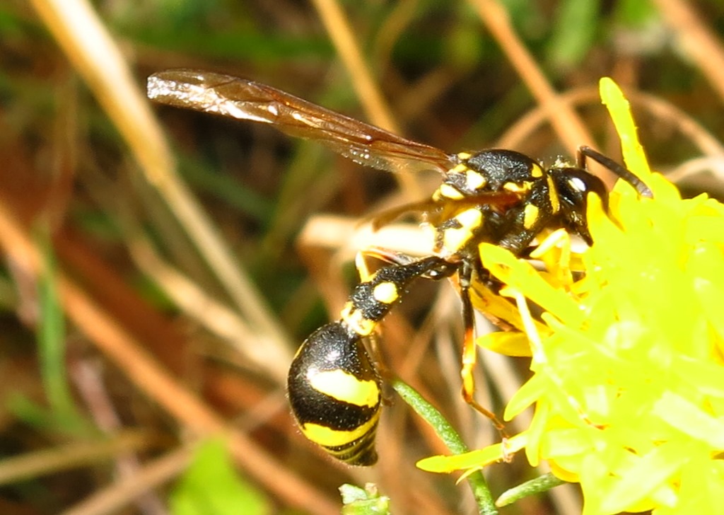 Eumenes da determinare (cf. E. dubius e E. punctaticlypeus)