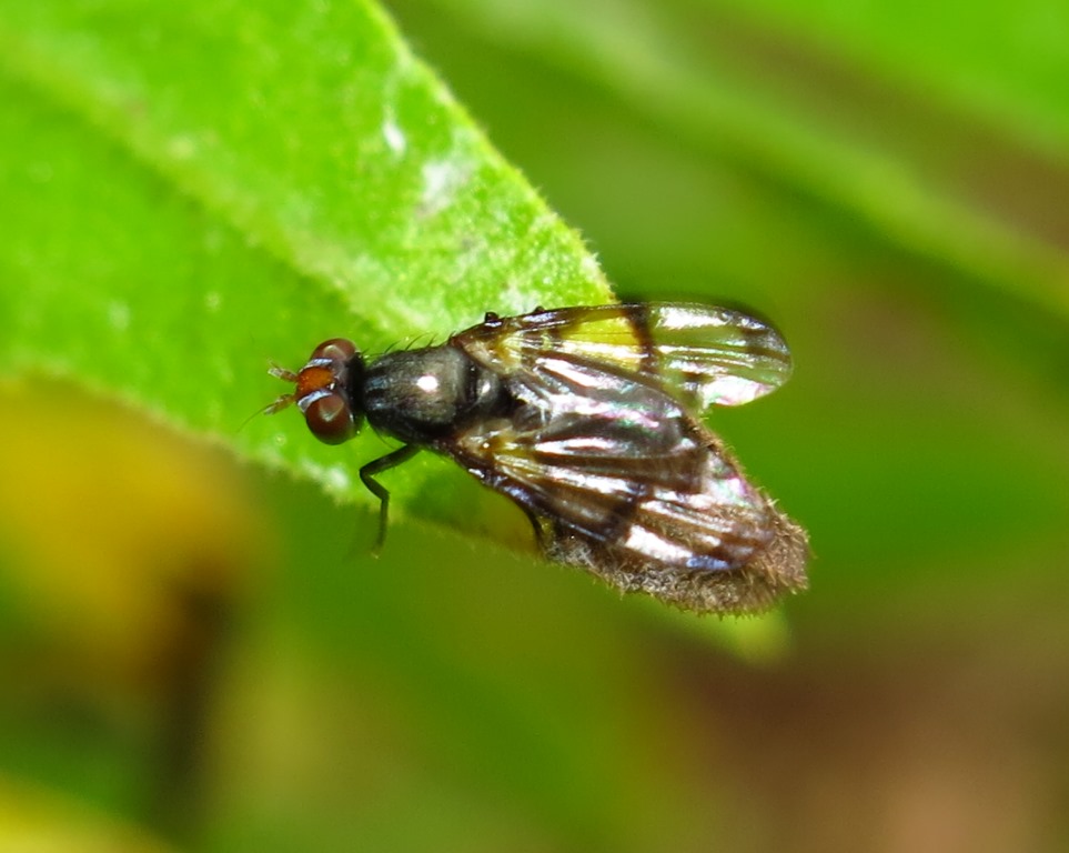 Herina germinationis (Ulidiidae)