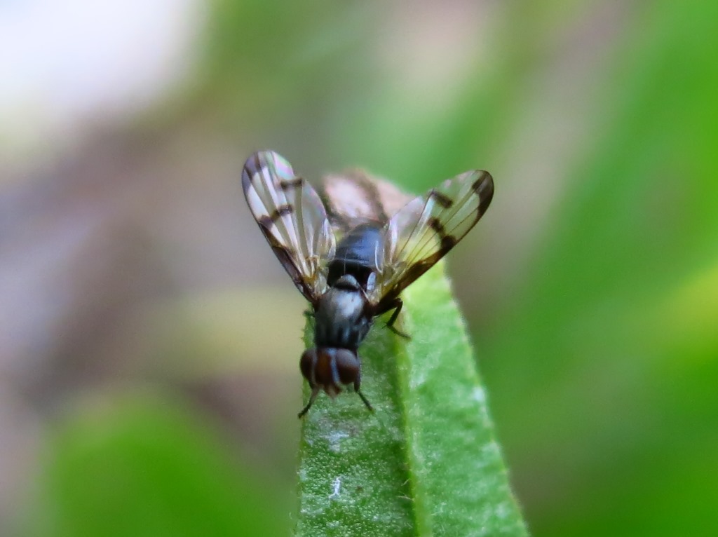Herina germinationis (Ulidiidae)