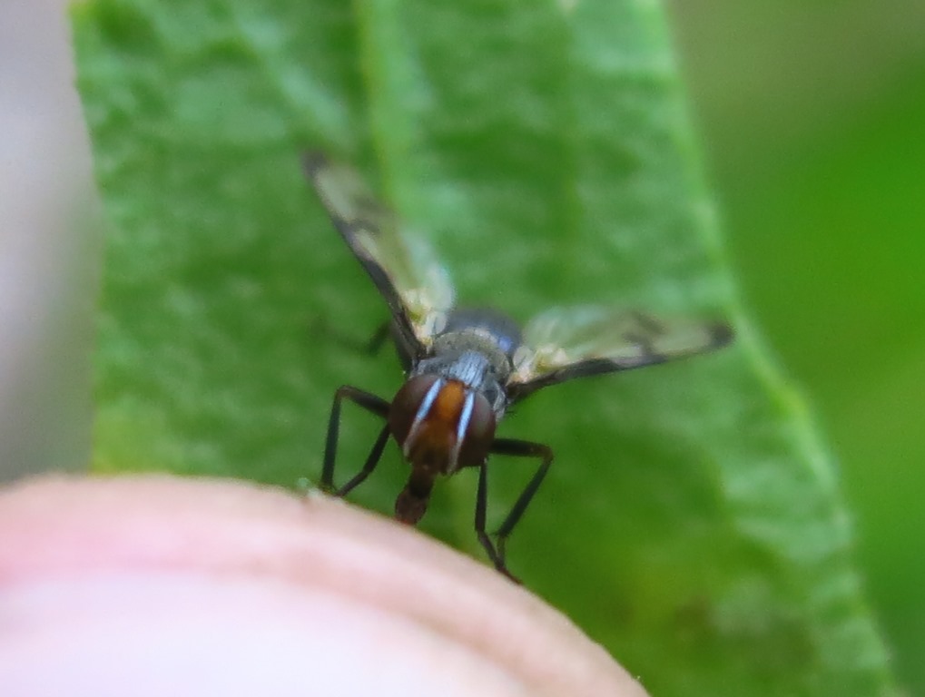 Herina germinationis (Ulidiidae)