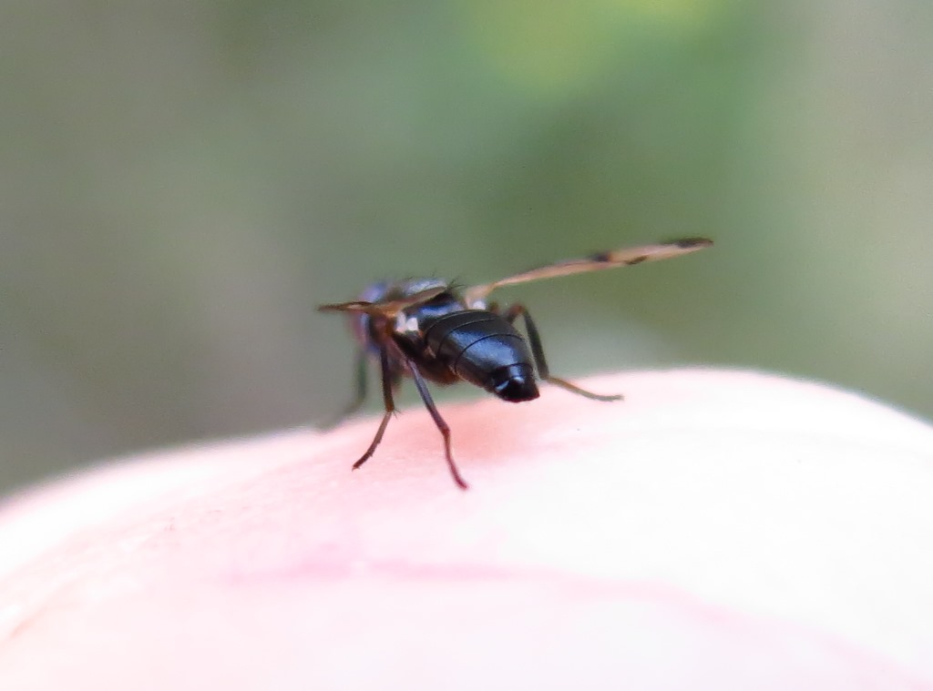 Herina germinationis (Ulidiidae)