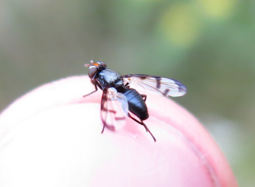 Herina germinationis (Ulidiidae)