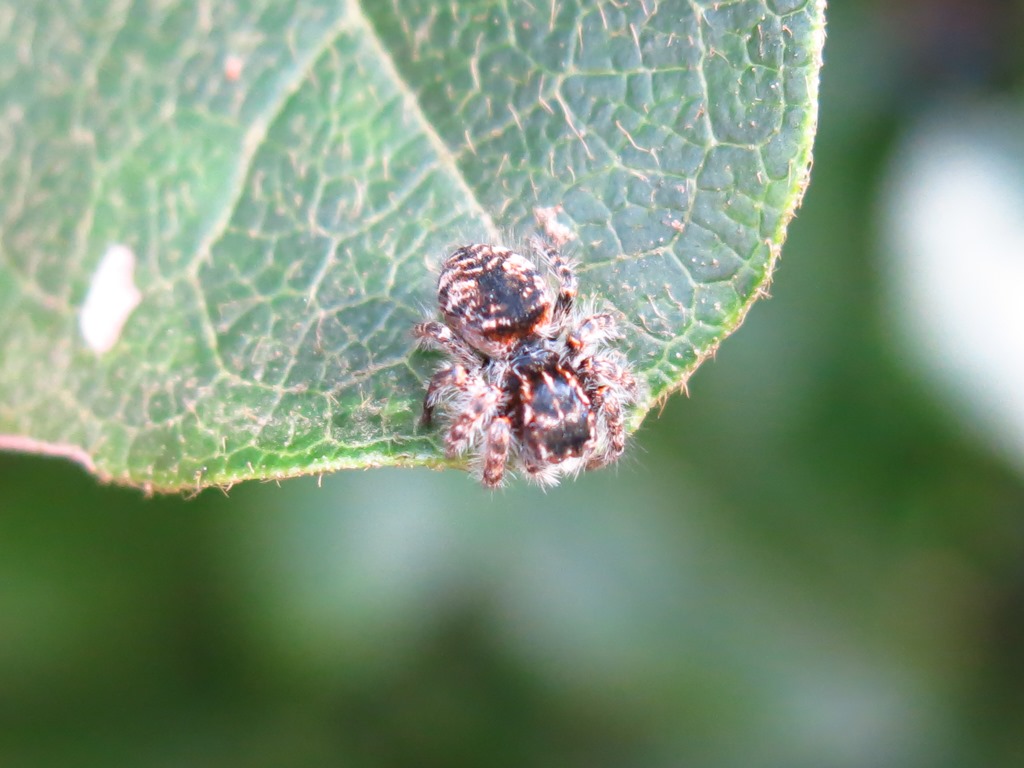 Acquapendente (VT) - Philaeus chrysops