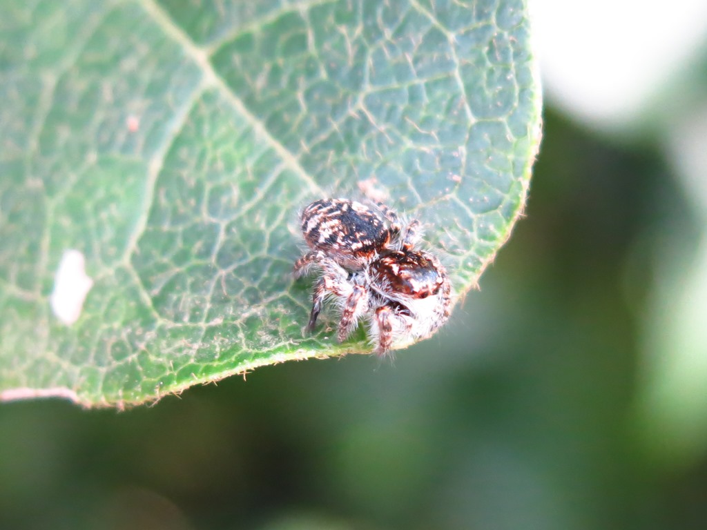 Acquapendente (VT) - Philaeus chrysops