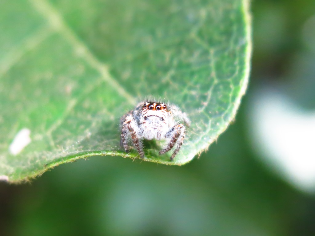 Acquapendente (VT) - Philaeus chrysops