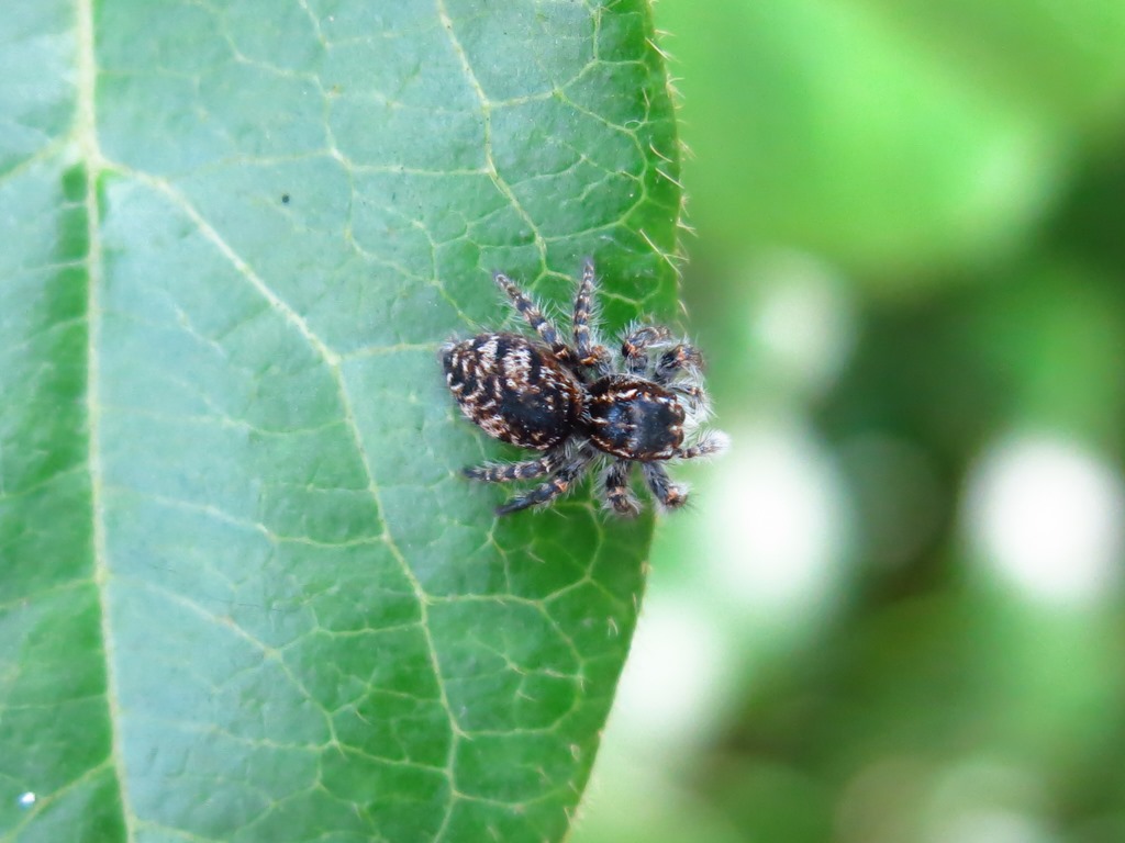 Acquapendente (VT) - Philaeus chrysops