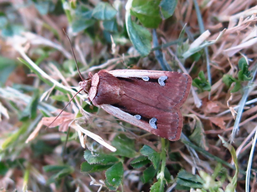 Noctuidae - Ochropleura plecta? S