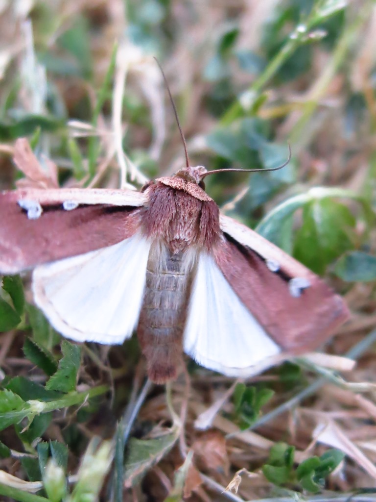 Noctuidae - Ochropleura plecta? S