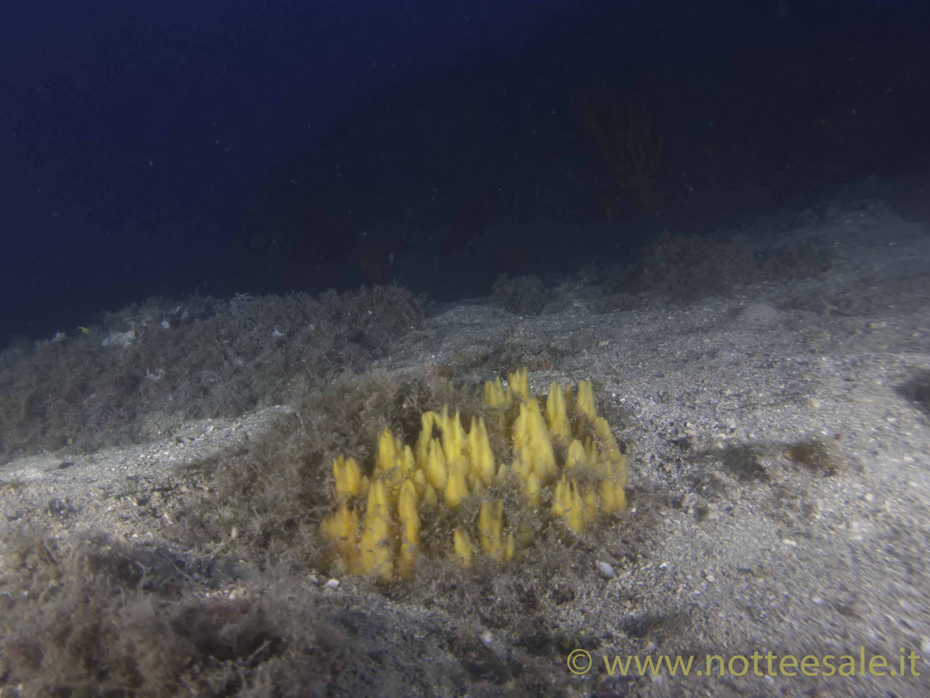 Porifero sconosciuto (Isola Gallinara - Albenga (SV)