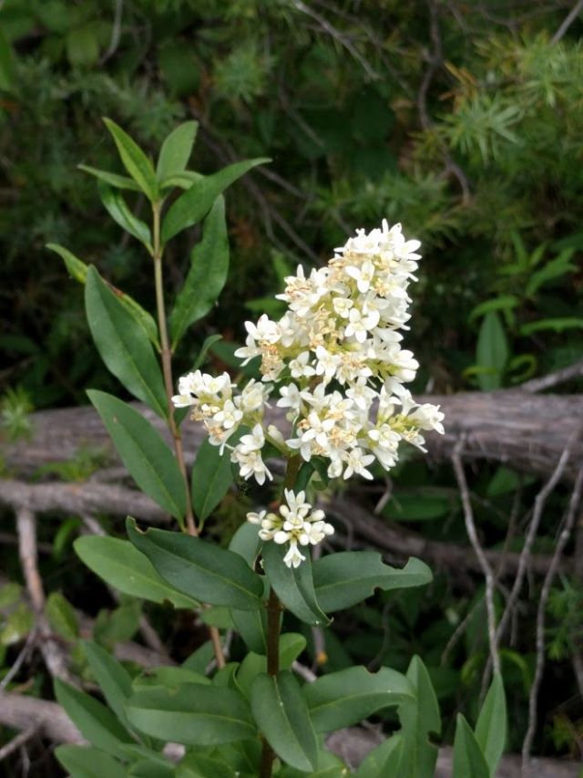 Riconoscimento tassonomico - Ligustrum sp.