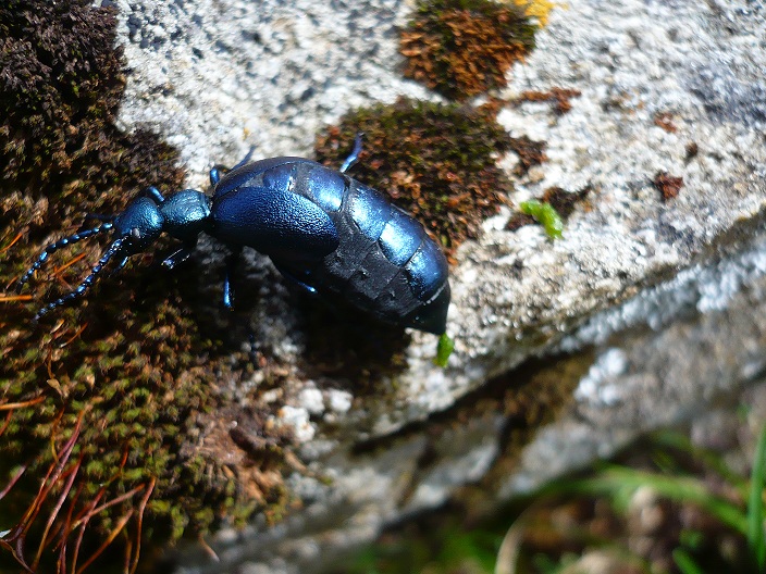 Meloe violaceus o proscarabeus? - Meloe violaceus
