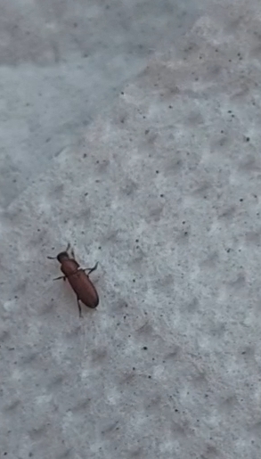 Tenebrionidae: Tribolium / Palorus  sp.