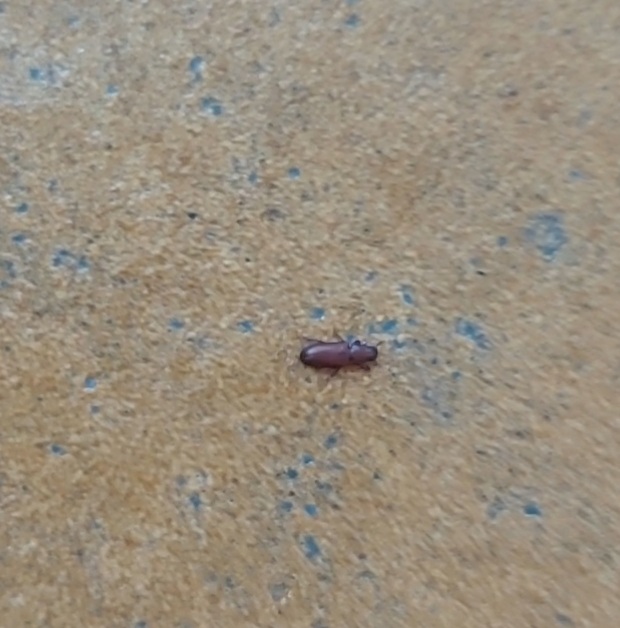 Tenebrionidae: Tribolium / Palorus  sp.