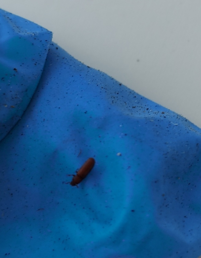Tenebrionidae: Tribolium / Palorus  sp.